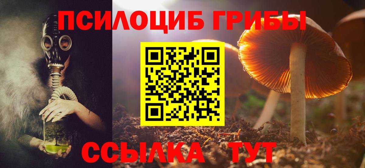 Псилоцибиновые грибы мицелий Сосновый Бор